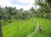 Bali: Reisfelder